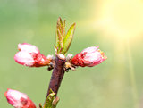 Spring blossom: branch of a blossoming  tree on garden background
