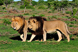 Two Kalahari lions, Panthera leo, in the Addo Elephant National 