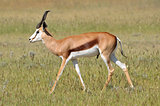 Springbok in the Etosha National Park 4