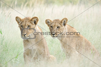 Lion cubs in the Kalahari