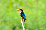 white-throated kingfisher