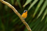 male mugimaki flycatcher