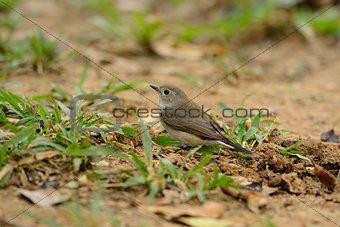 red-throated flycatcher