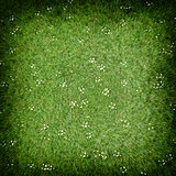 Green grass lawn