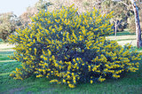 Australian acacia