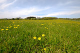 Farmland with dandelions and green grass