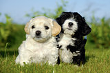 Black and white puppy dogs