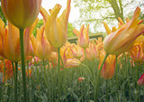 spring orange   tulips close up