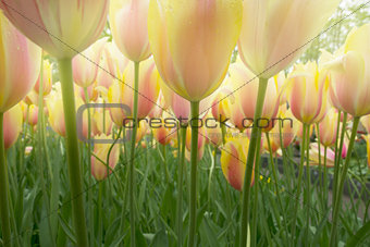 spring growing  tulips close up