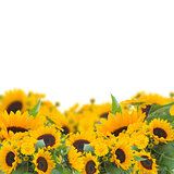 sunflowers and calendula flowers border