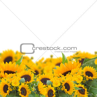 sunflowers and calendula flowers border