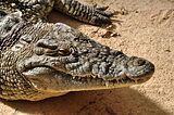 nile crocodile wild animal