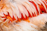 Feathers of a bird