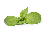 fresh green basil top leaves