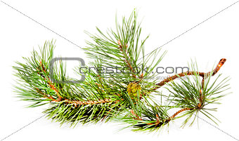 Green fir branch with fir cone