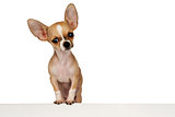 Funny Chihuahua puppy
