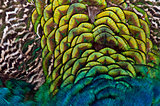 Feathers of a bird (peacock)