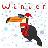 Why Toucan is so cold in winter?