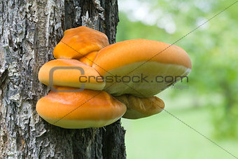 Shelf Fungus on the Tree