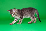 Playful Tabby Cat Cutout