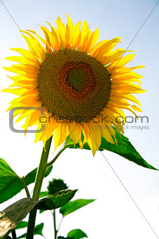 Beautiful sunflowers growing in the field on a background of blue sky