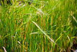 organic background from a green wheat before harvesting