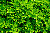 summer background from the bright green juicy leaves of plant