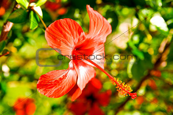 Beautiful red flower against green vegetation in summer day