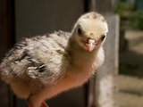 Small young animal bird – a poult in the farm yard