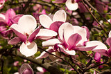 Magnolias in bloom