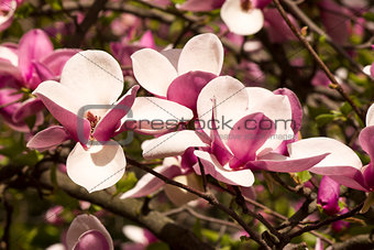 Magnolias in bloom
