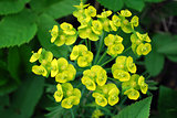 Bright yellow flower