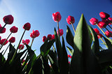 red tulip with blue sky
