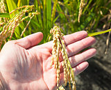 Farmer hand ready to receive mature rice