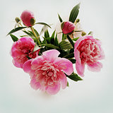 bouquet of pink peony