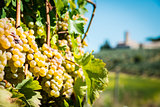 Grapevin Tuscany