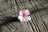 Blossom of geranium