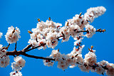flowering branch of tree is in spring on a background blue sky