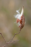 Milkweed Profile