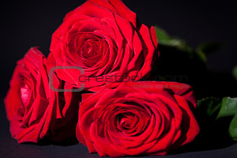beautiful red rose flower on black background
