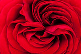 Beautiful fragrant red rose for Love