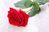 beautiful red rose on white bachground