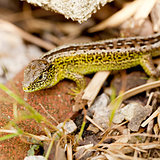 green and brown lizard macro closeup in nature outdoor summer