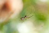 small spider on a cobweb spiderweb in summer outdoor garden 