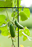 fresh green cucumber plant in garden summer outdoor