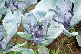 red cabbage on field in summer outdoor 