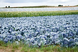 red cabbage on field in summer outdoor 