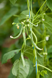 fresh green beans plant in garden macro closeup in summer