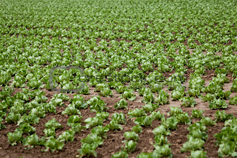 fresh green salad cabbage on field summer agriculture 