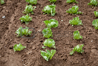 fresh green salad cabbage on field summer agriculture 